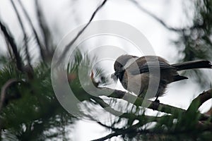 The Siberian chickadee (Pants cinctus) builds the nest