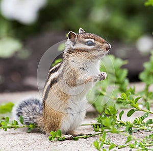 Siberian Chipmunk