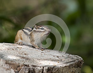 Siberian Chipmunk