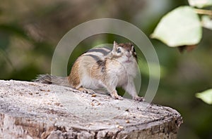 Siberian Chipmunk
