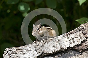 Siberian Chipmunk