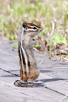 Siberian Chipmunk
