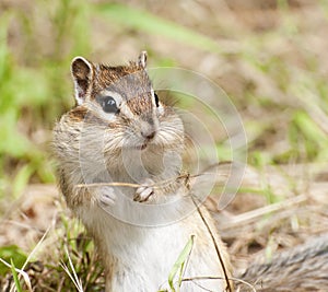 Siberian Chipmunk