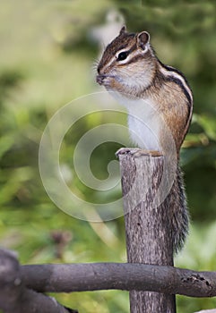 Siberian Chipmunk