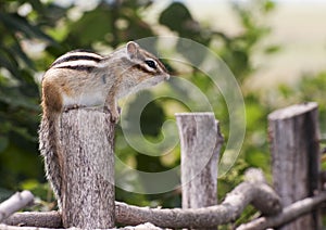 Siberian Chipmunk