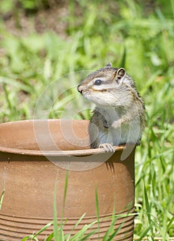 Siberian Chipmunk