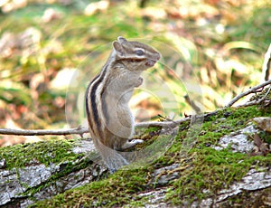Siberiano scoiattolo a strisce 
