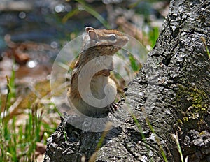 Siberian Chipmunk