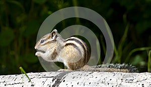 Siberian chipmunk eating on aspen log with grass in background