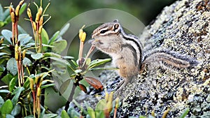 Siberian chipmunk eating rhododendron