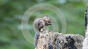 Siberian chipmunk eating on a tree stump with green background in the forest