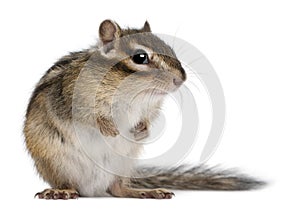 Siberian chipmunk, Euamias sibiricus