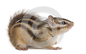 Siberian chipmunk, Euamias sibiricus photo