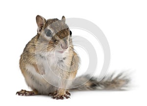 Siberian chipmunk, Euamias sibiricus photo