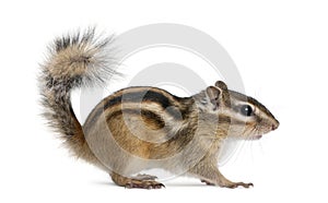 Siberian chipmunk, Euamias sibiricus, standing