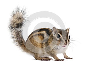 Siberian chipmunk, Euamias sibiricus, standing photo