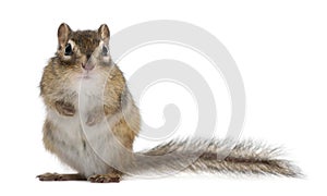 Siberian chipmunk, Euamias sibiricus, standing photo