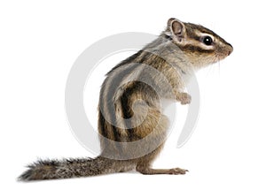 Siberian chipmunk, Euamias sibiricus, standing photo