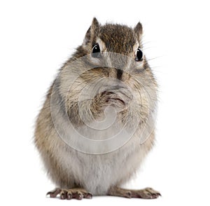 Siberian chipmunk, Euamias sibiricus, standing photo