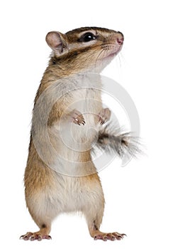 Siberian chipmunk, Euamias sibiricus, standing photo