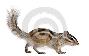 Siberian chipmunk, Euamias sibiricus, walking photo