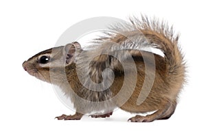 Siberian chipmunk, Euamias sibiricus, walking