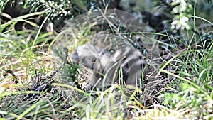 Siberian chipmunk gets out of the hole