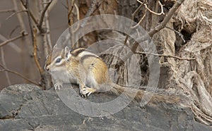 Siberian chipmunk on log in the forest with branches