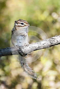 Siberian chipmunk standing on tree limb in the forest