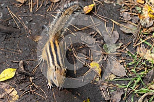 Siberian chipmunk in the taiga forest in search of food