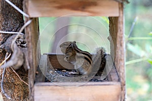 Siberian chipmunk in the taiga forest in search of food