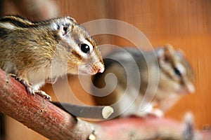 Siberian chipmunk (Tamias sibiricus) photo