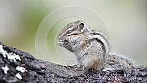 Siberian chipmunk (Tamias sibiricus)