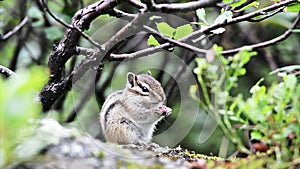 Siberian chipmunk (Tamias sibiricus)