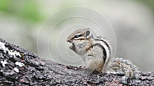 Siberian chipmunk (Tamias sibiricus)