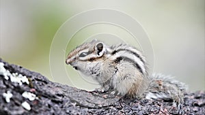 Siberian chipmunk (Tamias sibiricus)