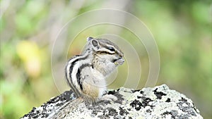 Siberian chipmunk (Tamias sibiricus)