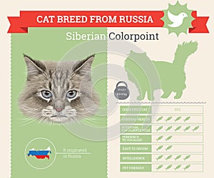 Siberian Colorpoint Cat breed infographics
