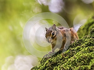 Siberian or common chipmunk squirrel, eutamias