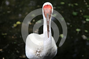 Siberian Crane