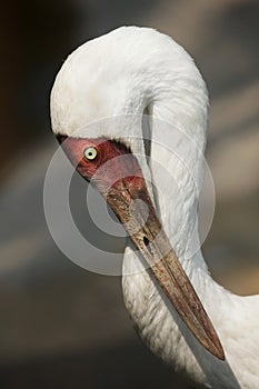 Siberian crane Grus leucogeranus