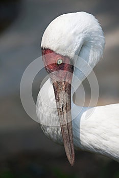 Siberian crane (Grus leucogeranus)