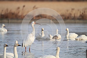 Siberian Crane