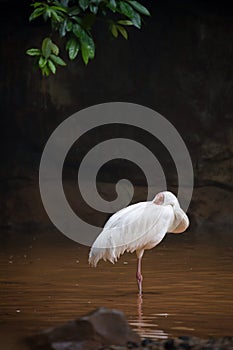 Siberian crane