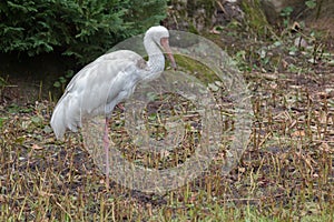 Siberian crane