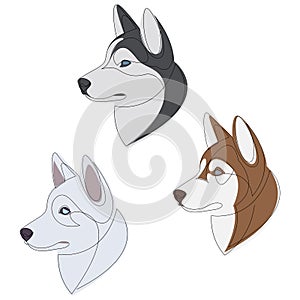 Siberian different husky colors set. Dog portrait collection. Dog continuous line drawing. Vector illustration