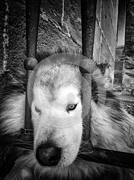 Siberian dog behind bars