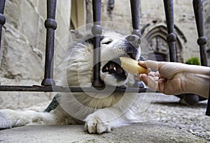 Siberian dog behind bars