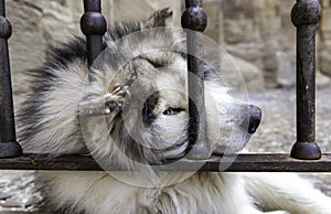 Siberian dog behind bars