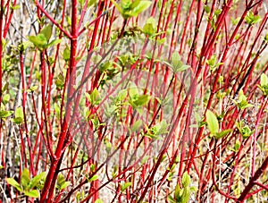 Siberian dogwood red-barked shrub Cornus alba